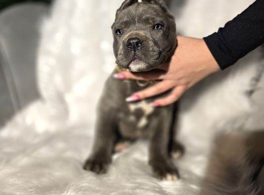 Mükemmel Kan Hattı Cane Corso Yavrular görsel