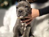 Mükemmel kan hattı cane corso yavrular