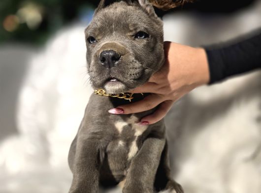 Mükemmel Kan Hattı Cane Corso Yavrular