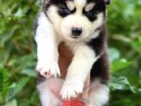 Safkan Mavi Göz Husky Yavrular