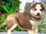 Safkan mavi göz husky yavrular