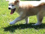 Japon Aki̇ta Inu Yavrulari̇ İstanbul