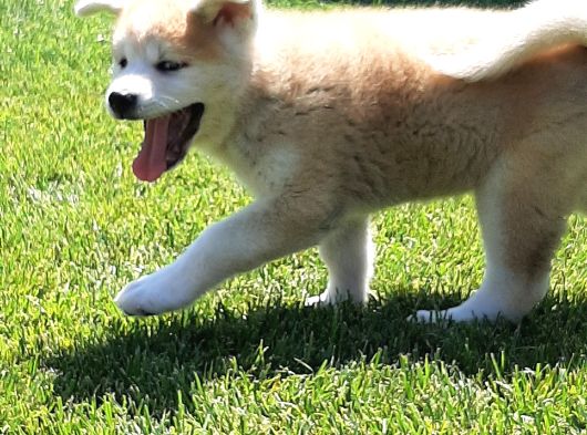 Japon Aki̇ta Inu Yavrulari̇ İstanbul görsel