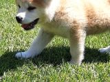 Japon Aki̇ta Inu Yavrulari̇ İstanbul