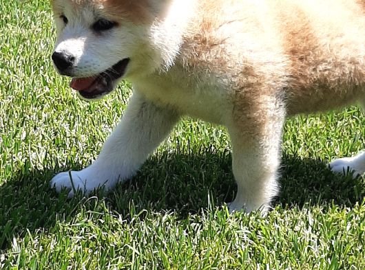 Japon Aki̇ta Inu Yavrulari̇ İstanbul görsel