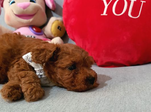 Babalari Yurt Dışından Geldi görsel