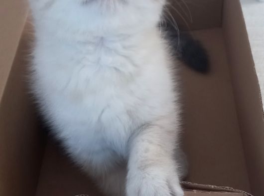 Boncuk Oğlumuz görsel