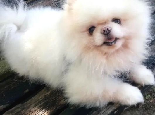 Safkan Kore Teddy Bear Eş Ilanı görsel