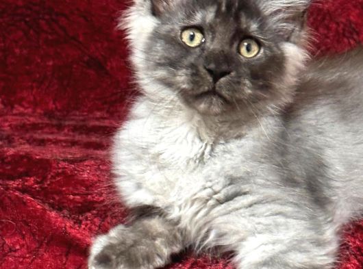 Maine Coon Farki görsel