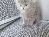 Britishlonghair