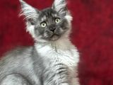 Maine Coon Farki