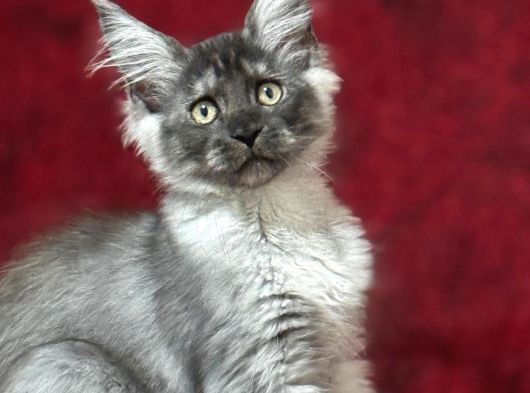 Maine Coon Farki görsel