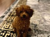 2 Aylık Poodle