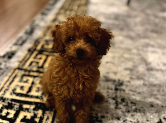 2 Aylık Poodle