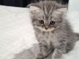 Scottish Fold yavruları