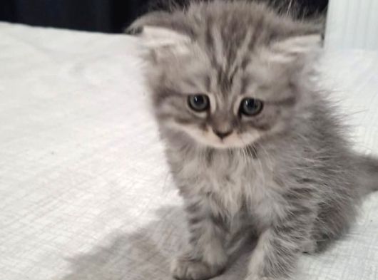Scottish Fold Yavruları