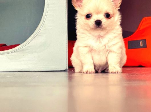 Irkının En İyisi Ödüllü Chihuahua Yavrular görsel