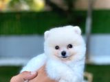 Micro Teacup Pomerinian Yavrular