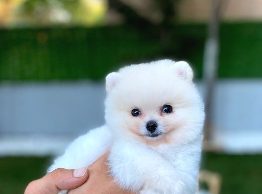Micro Teacup Pomerinian Yavrular görsel