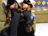 Secereli̇ Doberman Yavrulari İstanbul