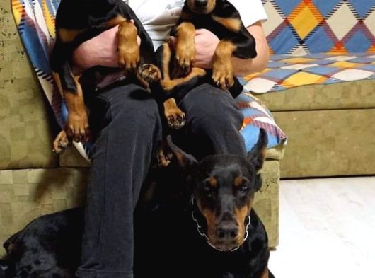 Secereli̇ Doberman Yavrulari İstanbul görsel