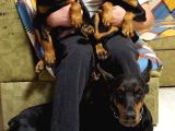 Secereli̇ Doberman Yavrulari İstanbul