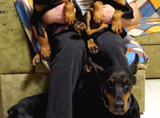Secereli̇ Doberman Yavrulari İstanbul görsel