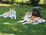 JAPON AKİTA INU YAVRULARİ İSTANBUL