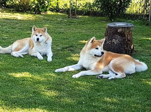 JAPON AKİTA INU YAVRULARİ İSTANBUL