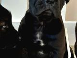 Cane Corsa Yavrulari İstanbul