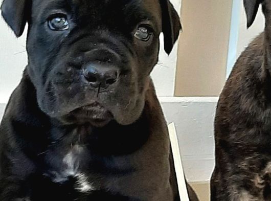 Cane Corsa Yavrulari İstanbul görsel