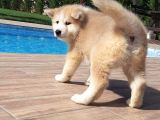 Japon Aki̇ta Inu Yavrulari̇ İstanbul