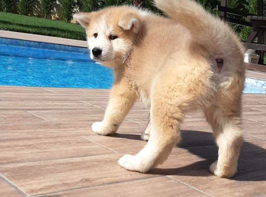 Japon Aki̇ta Inu Yavrulari̇ İstanbul görsel