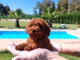 Sağlik Ve Irk Garanti̇li̇ Red Brown Toy Poodle Yavrulari İstan