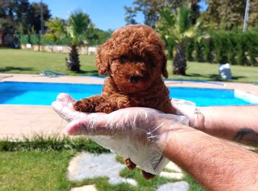 Sağlik Ve Irk Garanti̇li̇ Red Brown Toy Poodle Yavrulari İstan görsel