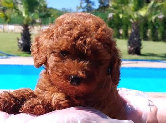 Sağlik Ve Irk Garanti̇li̇ Red Brown Toy Poodle Yavrulari İstan görsel