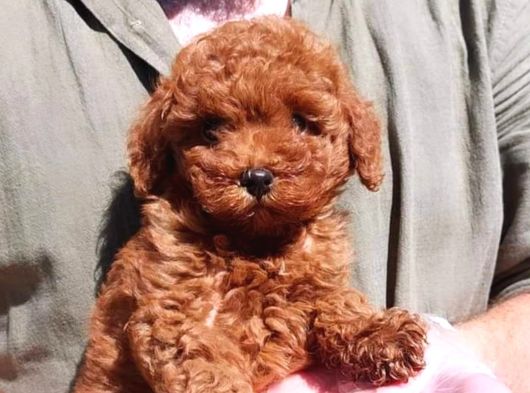 SAĞLIK VE IRK GARANTİLİ RED BROWN TOY POODLE YAVRULARI İSTAN