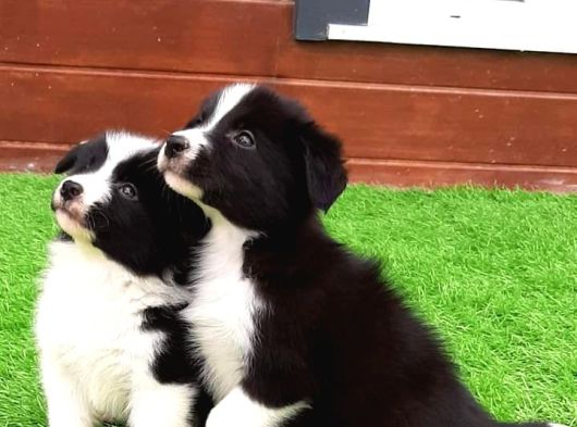 Border Collie Yavruları Istanbul görsel