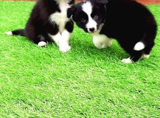 Border Collie Yavruları Istanbul görsel