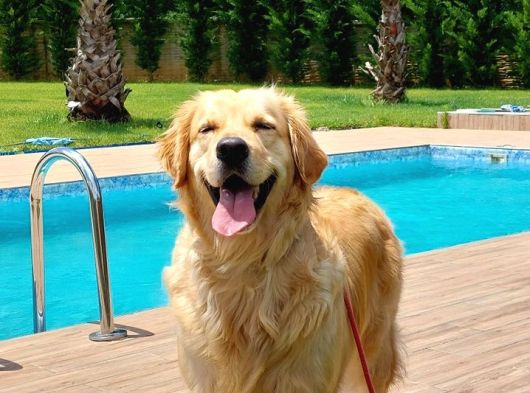 Golden Retriever Yavruları Istanbul görsel