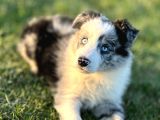 Border Collie Yavruları Istanbul