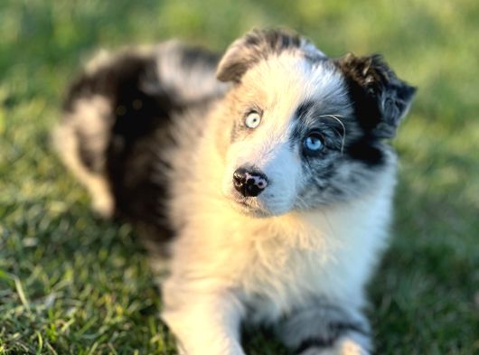 Border Collie Yavruları Istanbul
