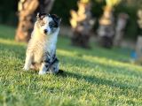 Border Collie Yavruları Istanbul