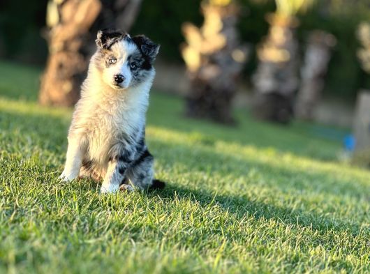 Border Collie Yavruları Istanbul görsel
