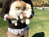 POMERANİAN ÇİFLİĞİNDEN MUHTEŞEM POMERANİAN BEBEKLERİ