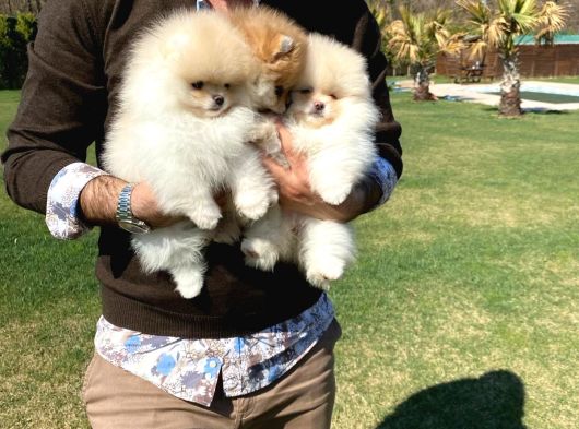 POMERANİAN ÇİFLİĞİNDEN MUHTEŞEM POMERANİAN BEBEKLERİ