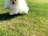 Pomerani̇an Çi̇fli̇ği̇nden Muhteşem Pomerani̇an Bebekleri̇
