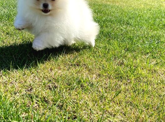 Pomerani̇an Çi̇fli̇ği̇nden Muhteşem Pomerani̇an Bebekleri̇ görsel