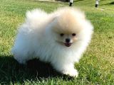 Pomerani̇an Çi̇fli̇ği̇nden Muhteşem Pomerani̇an Bebekleri̇