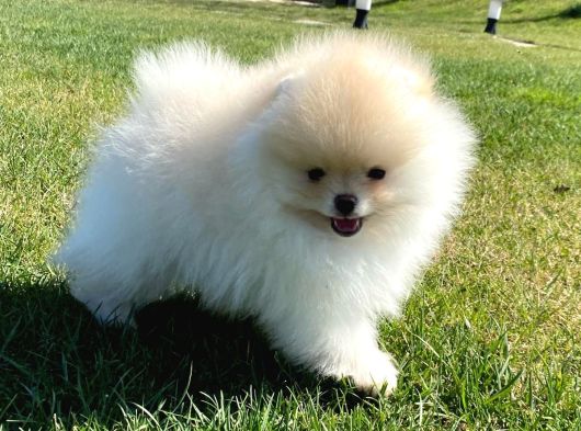 Pomerani̇an Çi̇fli̇ği̇nden Muhteşem Pomerani̇an Bebekleri̇ görsel
